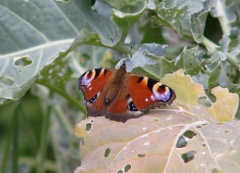 20120816 peacock